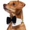 Show in main carousel: Frisco Wedding Removable Bow Tie Dog Collar, S: 10 to 14-in neck, 5/8-in wide slide 3 of 11
