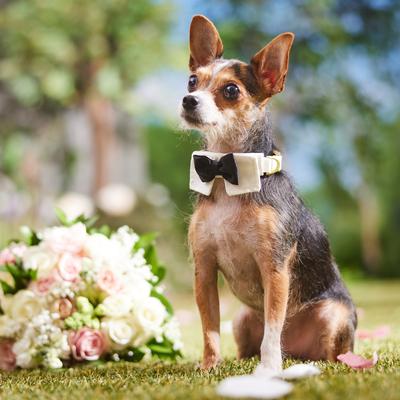 Show full view: Frisco Wedding Removable Bow Tie Dog Collar, XS: 8 to 12-in neck, 5/8-in wide slide 7 of 11