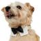 Show in main carousel: Frisco Wedding Removable Bow Tie Dog Collar, XS: 8 to 12-in neck, 5/8-in wide slide 3 of 11