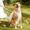 Show in main carousel: Frisco Wedding Rosette Removable Dress Skirt Dog Harness, L/XL: 23 to 32-in chest slide 8 of 12