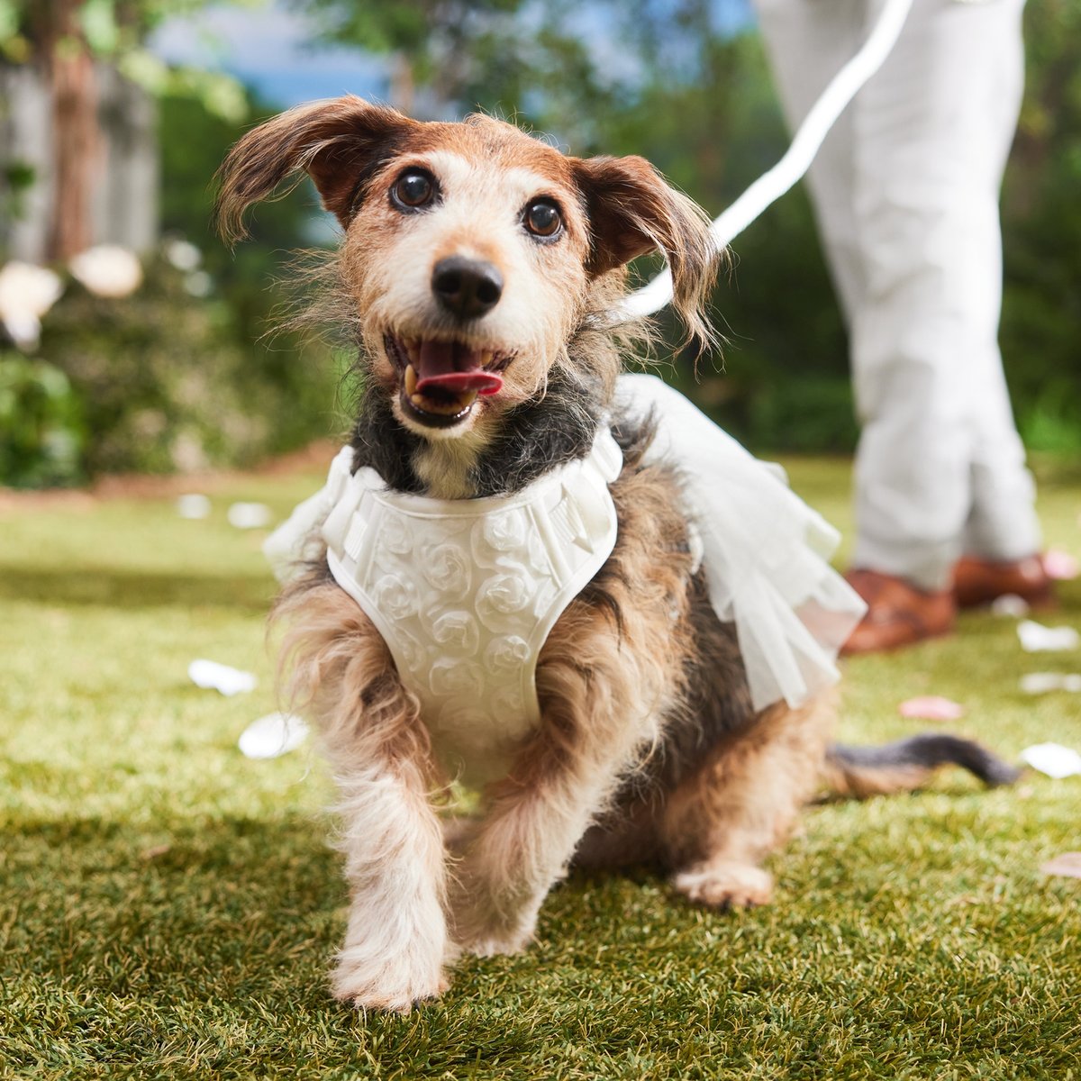 Frisco Wedding Removable Tuxedo Tail Dog Harness