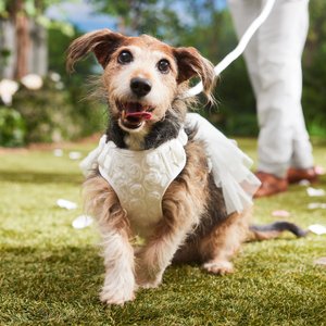 Frisco Wedding Rosette Removable Dress Skirt Dog Harness, M: 19 to 23-in chest