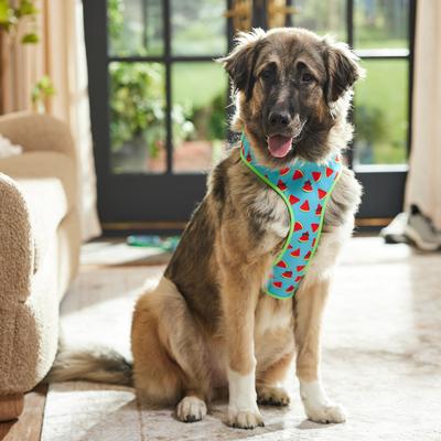 Show full view: Frisco Reversible Summer Watermelon Print Dog Harness (Patent Pending), XXL/XXXL: 32 to 42-in chest slide 6 of 10