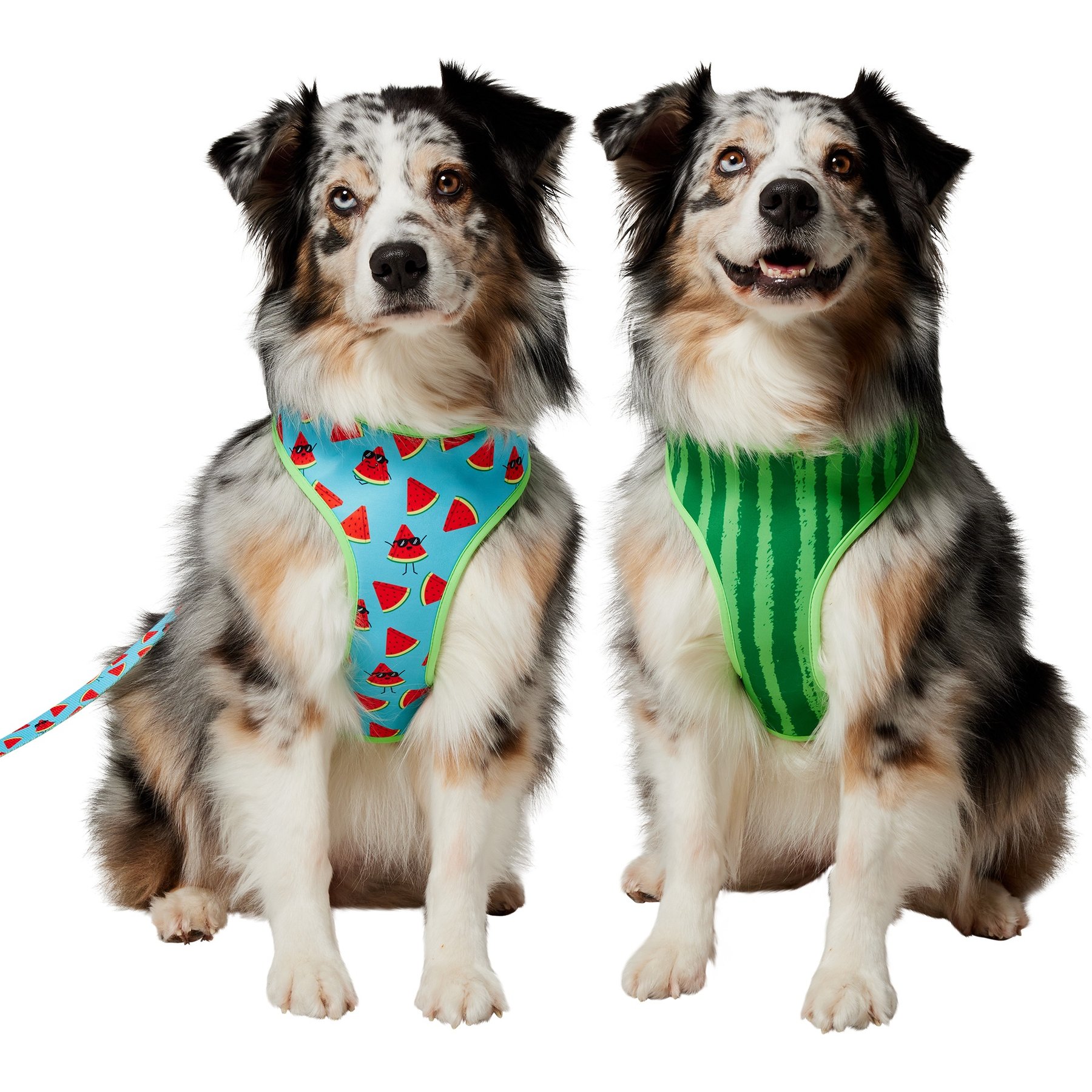 Frisco Reversible Summer Watermelon Print Dog Harness (Patent Pending), L/XL: 23 to 32-in chest