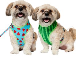 Frisco Reversible Summer Watermelon Print Dog Harness (Patent Pending), M: 19 to 23-in chest