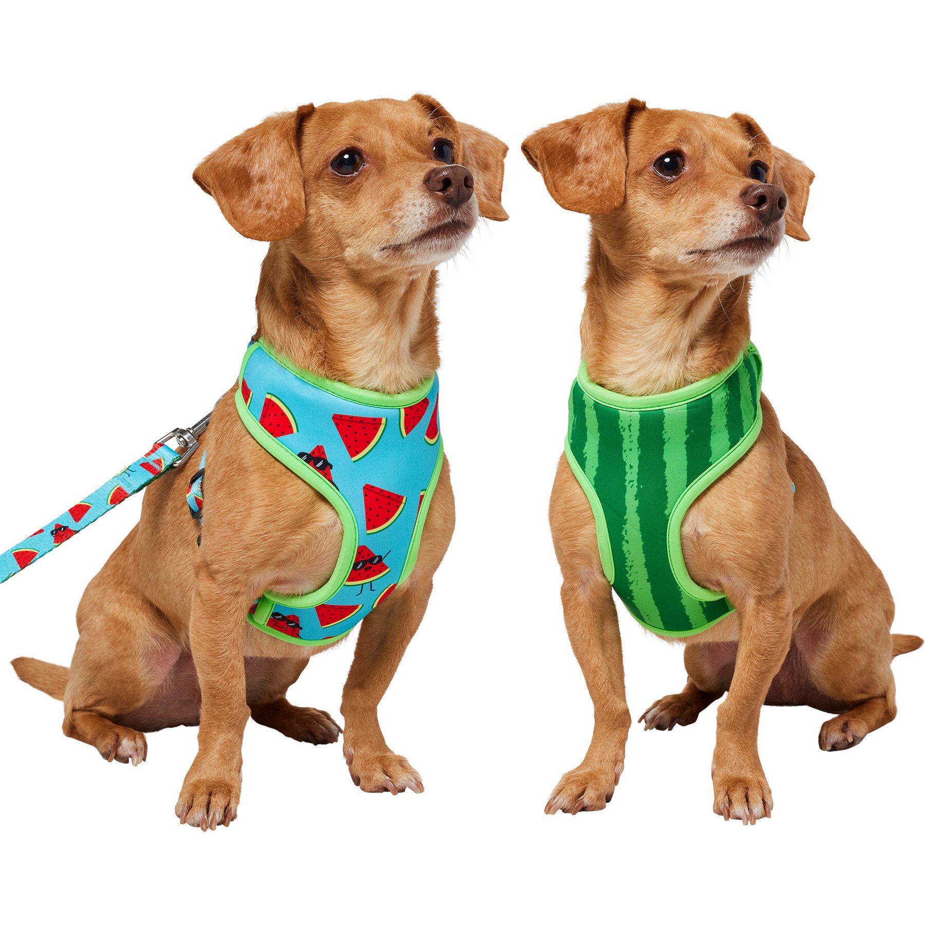 FRISCO Reversible Summer Watermelon Print Dog Harness