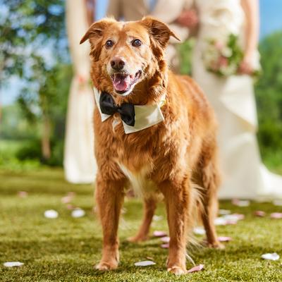 Show full view: Frisco Wedding Removable Bow Tie Dog Collar, L/XL: 18 to 26-in neck, 1-in wide slide 7 of 11