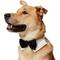 Show in main carousel: Frisco Wedding Removable Bow Tie Dog Collar, L/XL: 18 to 26-in neck, 1-in wide slide 3 of 11