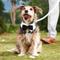 Show in main carousel: Frisco Wedding Removable Bow Tie Dog Collar, M: 14 to 20-in neck, 3/4-in wide slide 7 of 11