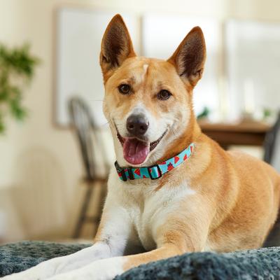 Show full view: Frisco Watermelon Print Summer Dog Collar, M: 14 to 20-in neck, 3/4-in wide slide 8 of 12