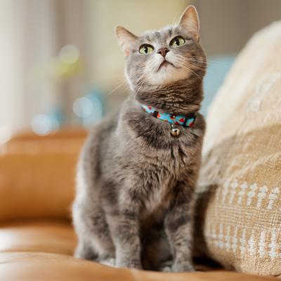 Show full view: Frisco Summer Watermelon Print Breakaway Cat Collar, 8 to 12-in neck, 3/8-in wide slide 6 of 10