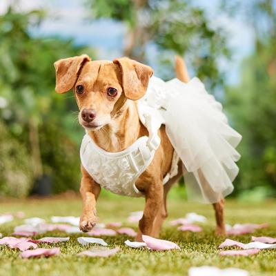 Show full view: Frisco Wedding Rosette Removable Dress Skirt Dog Harness, S: 15 to 19-in chest slide 7 of 11