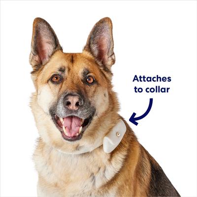 Show full view: Frisco Wedding Velvet Dog & Cat Ring Pouch, One Size slide 4 of 9