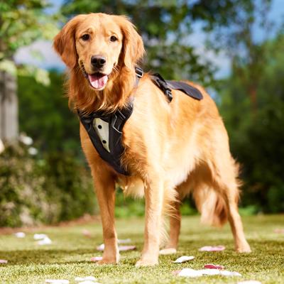 Show full view: Frisco Wedding Removable Tuxedo Tail Dog Harness, L/XL: 23 to 32-in chest slide 7 of 11