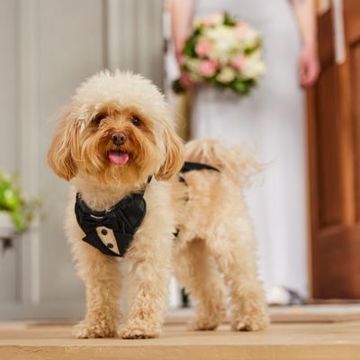 Show full view: Frisco Wedding Removable Tuxedo Tail Dog Harness, S: 15 to 19-in chest slide 7 of 11