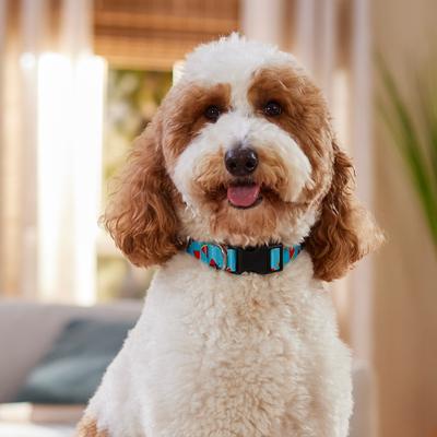 Show full view: Frisco Watermelon Print Summer Dog Collar, Watermelon, L/XL: 18 to 26-in neck, 1-in wide slide 8 of 12