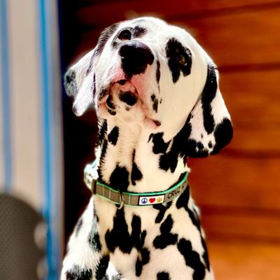 Show full view: Pawtitas Personalized Reflective Dog Collar, Pink, Large: 15 to 25-in neck, 1-in wide slide 5 of 11