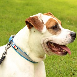 Pawtitas Personalized Reflective Dog Collar, Blue, Small: 11 to 16-in neck, 5/8-in wide slide 2 of 9