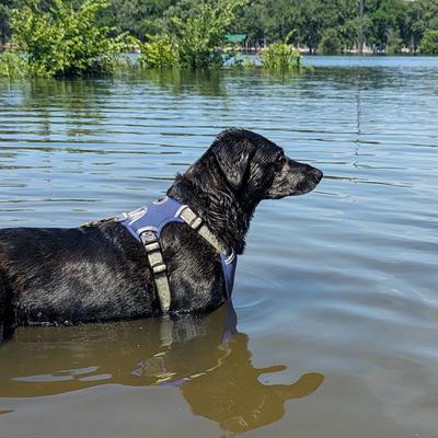 Show full view: Body Glove Cooling Dog Harness, Blue, Large: 29 to 38-in chest slide 3 of 10