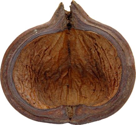 Show full view: HydrOasis Thelambu Pod Fish Plant slide 3 of 4