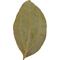 Show in main carousel: HydrOasis Cinnamon Leaves Fish Plant, 10 count slide 3 of 9