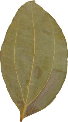 Show full view: HydrOasis Cinnamon Leaves Fish Plant, 10 count slide 3 of 9