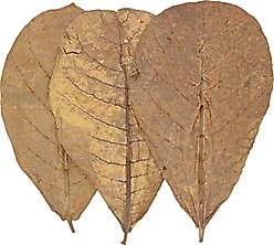 HydrOasis Catappa Leaves Large Fish Plant, 10 count slide 2 of 8