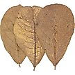 Show in main carousel: HydrOasis Catappa Leaves Large Fish Plant, 10 count slide 7 of 8