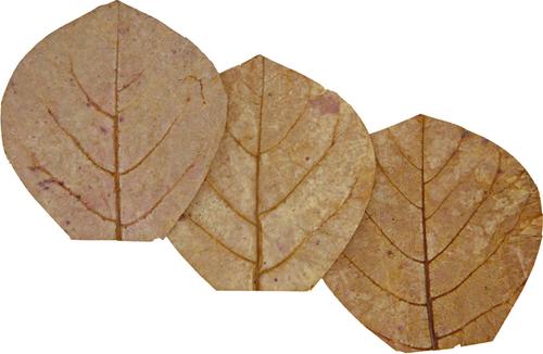 Show full view: HydrOasis Catappa Leaves Nano Fish Plant, 10 count slide 7 of 9