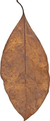 Show full view: HydrOasis Jack Leaves Fish Plant, 10 count slide 4 of 8