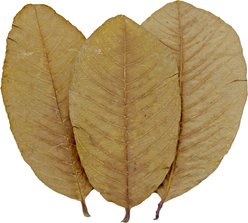 HydrOasis Guava Leaves Fish Plant, 10 count slide 2 of 9