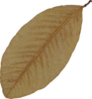 Show full view: HydrOasis Guava Leaves Fish Plant, 10 count slide 6 of 9