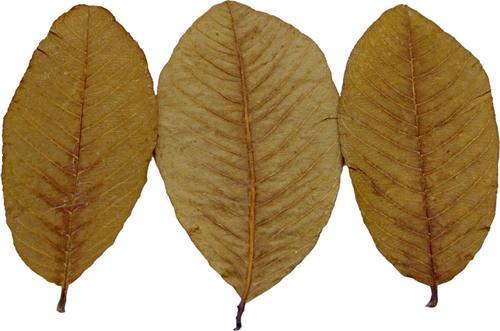 Show full view: HydrOasis Guava Leaves Fish Plant, 10 count slide 7 of 9