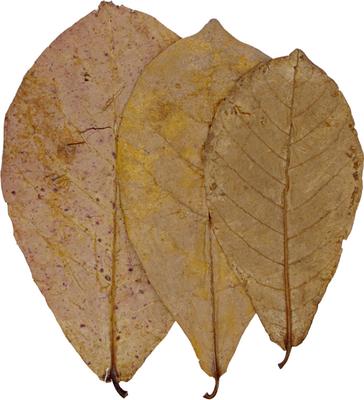 Show full view: HydrOasis Catappa Leaves Fish Plant, 10 count slide 6 of 9