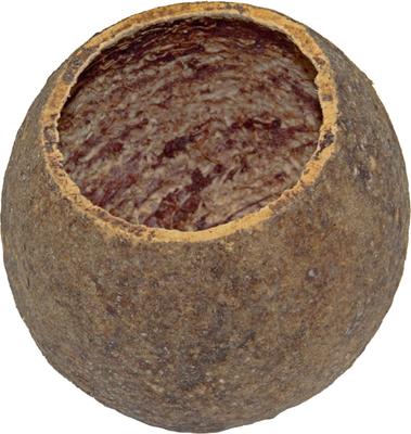 Show full view: HydrOasis Wood Apple Pod Fish Plant, 1 count slide 5 of 5