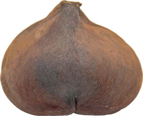 Show full view: HydrOasis Thelambu Pod Fish Plant slide 4 of 4