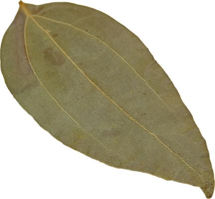 Show full view: HydrOasis Cinnamon Leaves Fish Plant, 10 count slide 4 of 9