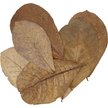 Show in main carousel: HydrOasis Catappa Leaves Large Fish Plant, 10 count slide 8 of 8