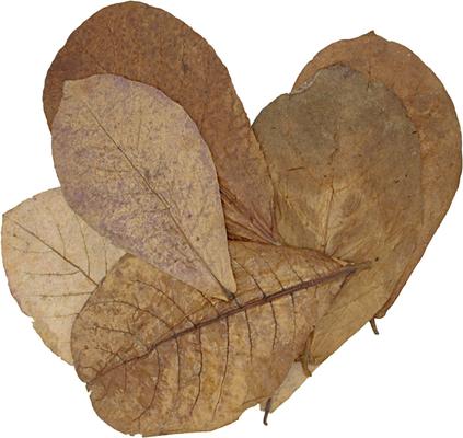 Show full view: HydrOasis Catappa Leaves Large Fish Plant, 10 count slide 8 of 8