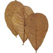 Show in main carousel: HydrOasis Catappa Leaves Large Fish Plant, 10 count slide 6 of 8