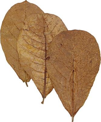 Show full view: HydrOasis Catappa Leaves Large Fish Plant, 10 count slide 6 of 8