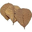 Show in main carousel: HydrOasis Catappa Leaves Large Fish Plant, 10 count slide 5 of 8