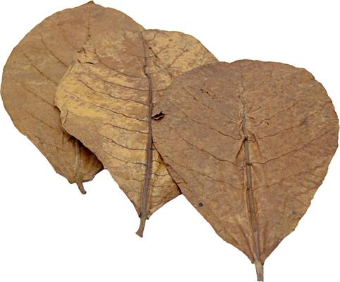 Show full view: HydrOasis Catappa Leaves Large Fish Plant, 10 count slide 5 of 8