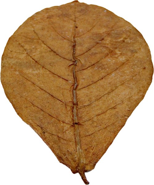 Show full view: HydrOasis Catappa Leaves Large Fish Plant, 10 count slide 4 of 8