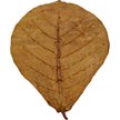 Show in main carousel: HydrOasis Catappa Leaves Large Fish Plant, 10 count slide 4 of 8