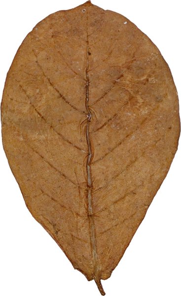 Show full view: HydrOasis Catappa Leaves Large Fish Plant, 10 count slide 3 of 8
