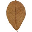 Show in main carousel: HydrOasis Catappa Leaves Large Fish Plant, 10 count slide 3 of 8