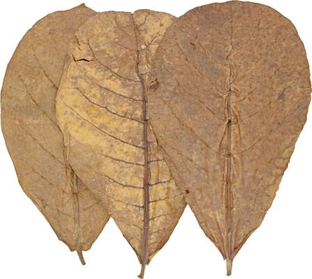 Show full view: HydrOasis Catappa Leaves Large Fish Plant, 3 count slide 7 of 8