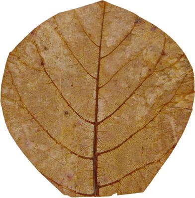 Show full view: HydrOasis Catappa Leaves Nano Fish Plant, 10 count slide 8 of 9