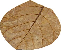 HydrOasis Catappa Leaves Nano Fish Plant, 3 count slide 2 of 9